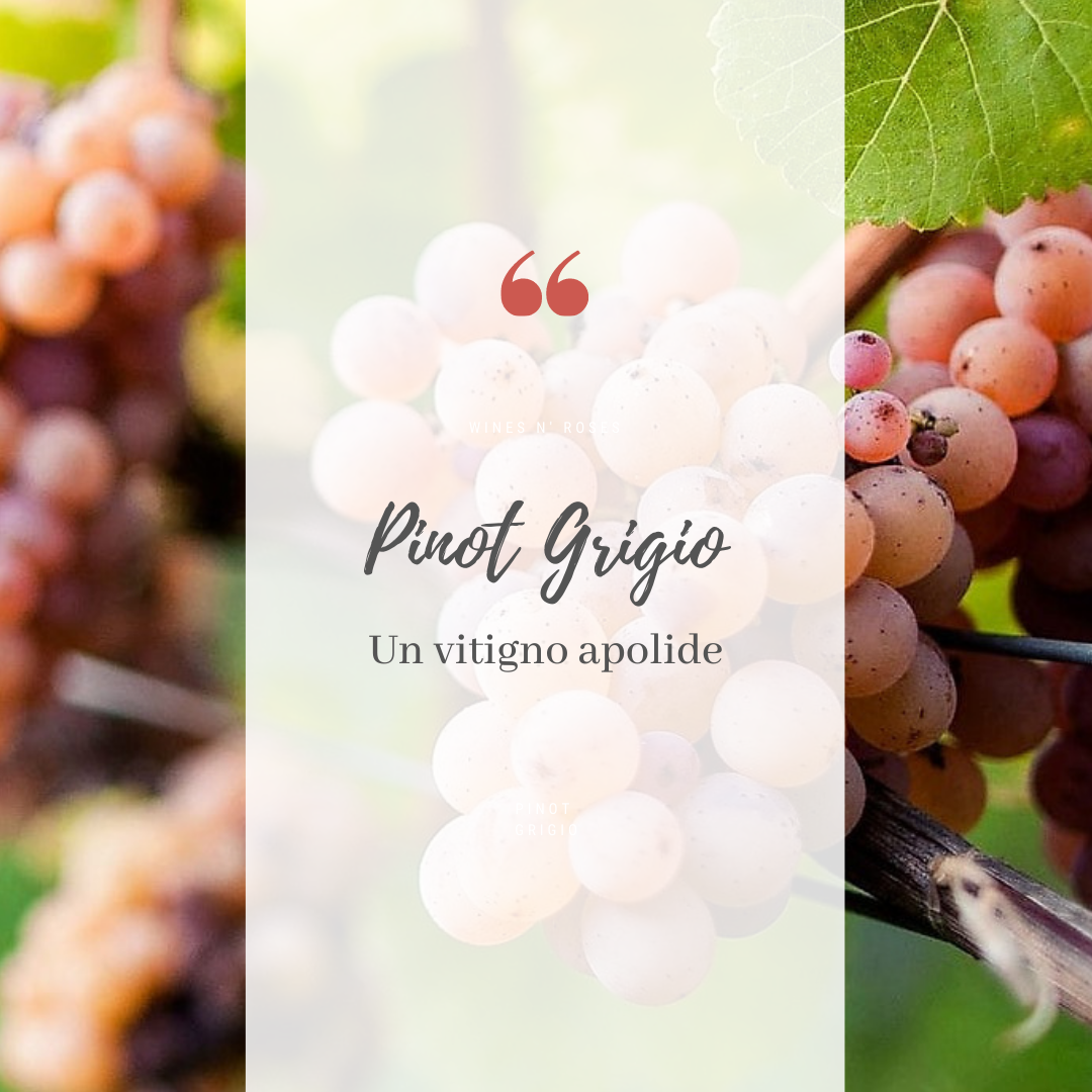 Pinot Grigio